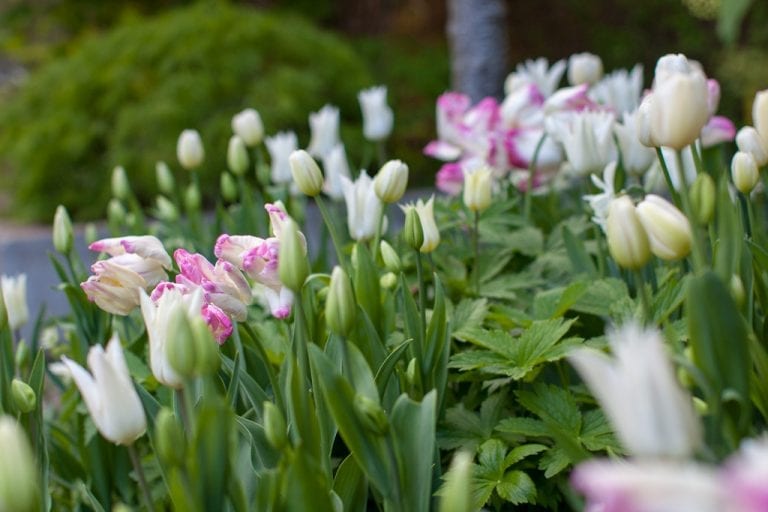 Lökar i vitt och rosa. Tulipa Webers Parrot bland vita tulpaner. Komponerad av trädgårdsdesigner Ulrika Levin.