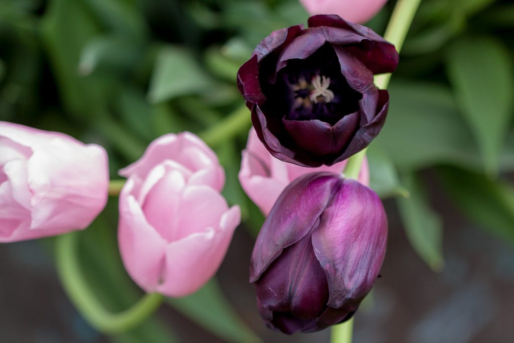 Tulpaner i mörk purpur och rosa.