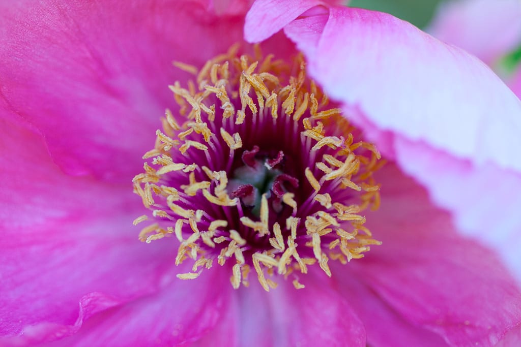 Närbild på en vacker rosa buskpion. Levins Trädgård & Design.