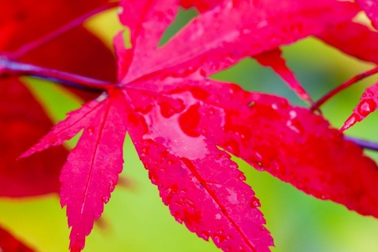 Höstfärg i karminrött hos Acer palmatum 'Osakazuki'.