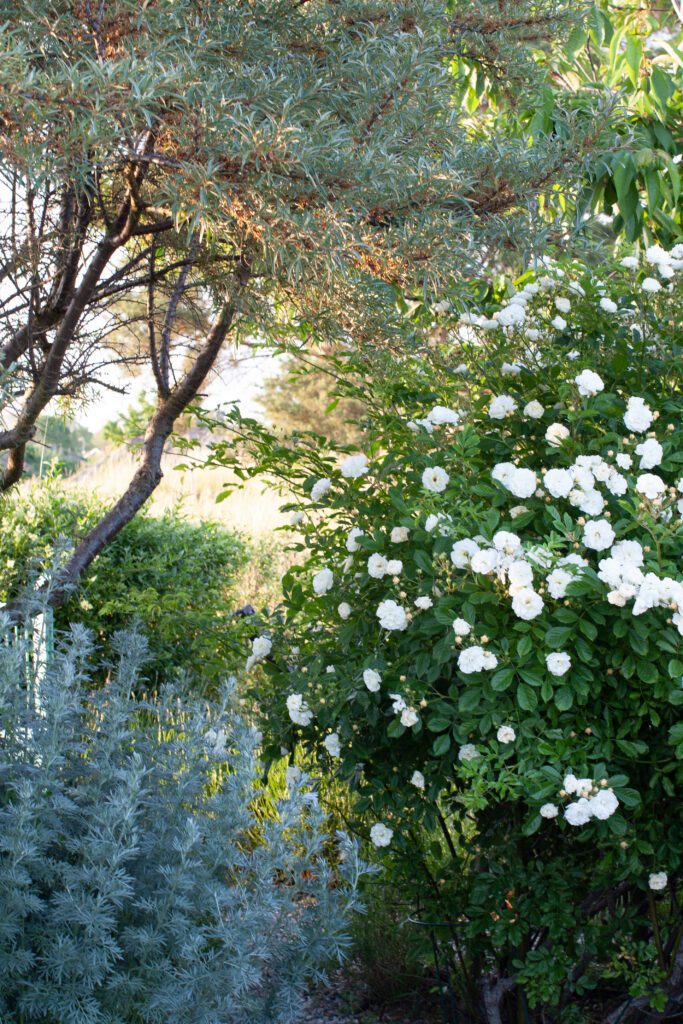 Havtorn, malört och rosor i trädgården trädgårdsdesigner Ulrika Levin vann Årets Trädgårdsarkitekt för.